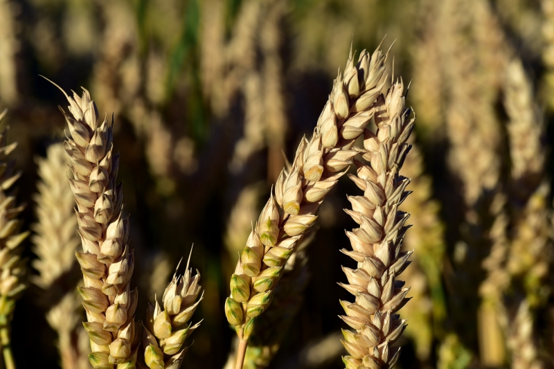 Семена озимой пшеницы в ассортименте ЭС, РС-1