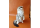 Невероятно красивые шотландские котята